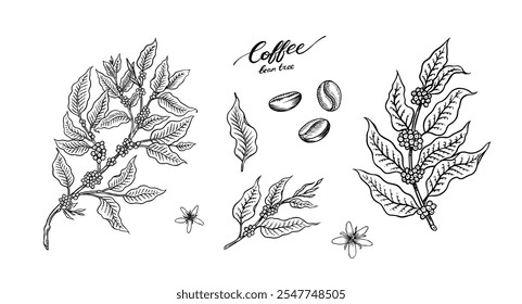 Coffee in vintage style. Grain, cocoa leaves, cinnamon sticks, a cup and a teapot, a coffee maker and a bag of milk, calligraphic inscription. Hand drawn engraved retro sketch for labels.