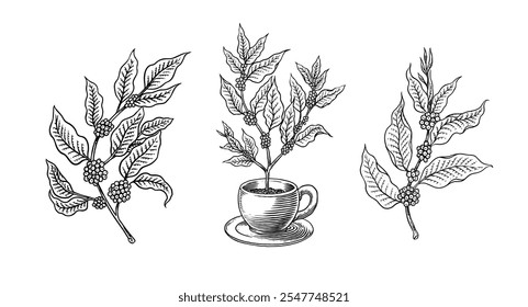 Coffee in vintage style. Grain, cocoa leaves, cinnamon sticks, a cup and a teapot, a coffee maker and a bag of milk, calligraphic inscription. Hand drawn engraved retro sketch for labels.