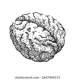 cognition brain hand drawn. memory neurons, synapse neuroplasticity, perception consciousness cognition brain vector sketch. isolated black illustration