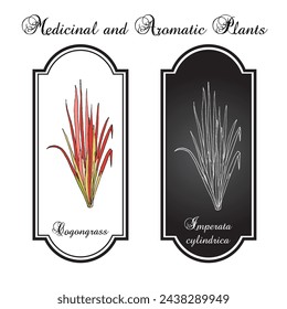 Cogongrass or kunai grass (Imperata cylindrica), edible and medicinal plant. Hand drawn botanical vector illustration