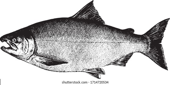 Coho salmon. Fish collection. Healthy lifestyle, delicious food. Hand-drawn images, black and white graphics.