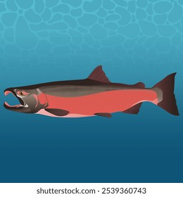 Coho Salmon Fish Vector Image