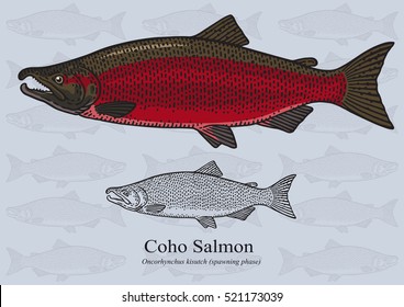 Coho Salmon, Silver Salmon. Vector illustration with refined details and optimized stroke that allows the image to be used in small sizes (in packaging design, decoration, educational graphics, etc.)