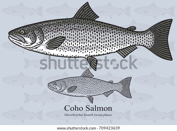 Coho Salmon, Silver Salmon. Vector illustration\
with refined details and optimized stroke that allows the image to\
be used in small sizes (in packaging design, decoration,\
educational graphics,\
etc.)