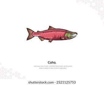 Coho Salmon arte vetorial para decoração de parede. imagens animais realistas. Animais marinhos desenhados à mão isolados. para decoração de quartos, eventos, etc