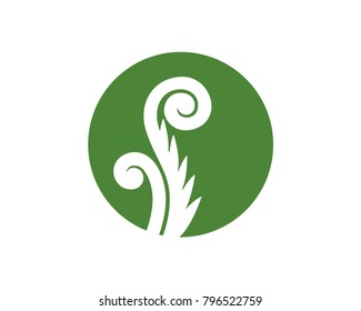 A coil of fern shoot growing in the forest