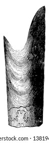 Coiled Chambered Shell is a genus of extinct marine animals in the Phylum Mollusca, vintage line drawing or engraving illustration.