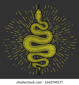 Coiled green snake with rays of light detailed illustration. Tribal serpent isolated over dark gray background. Vector design.
