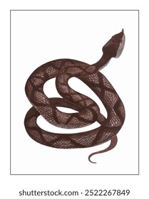 A coiled snake with a raised head, exhibiting a dark patterned body and a distinctive upward gaze, set against a minimalistic white background.