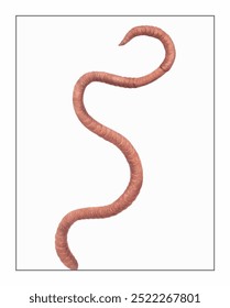 A coiled, textured, reddish-brown organism with a sleek surface, set against a plain white background, resembling a spiral curl.