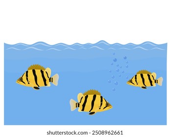 Coius microlepis sobre fundo branco.