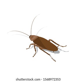 the cokroach animal dirty gross