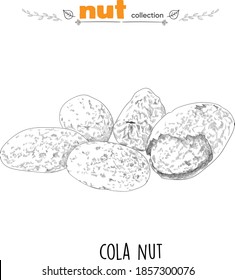 Cola nut. Detailed line art. Freehand drawing. Vector nuts. Collection of nuts. Vector graphics