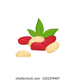 Cola nut. Grain and leaves. Vector in the flat style. White background.