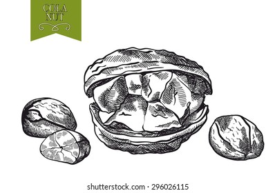 cola nut set of vector sketches on white background