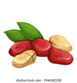 Cola nuts with leafs. Vegetarian food or snack vector illustration.