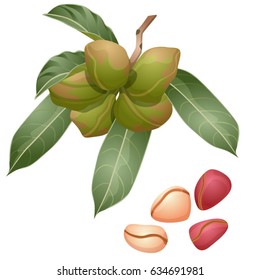 Cola plant, nuts and peeled kernels / Part of cola branch with the fruits, nuts in the shell and peeled nuts
