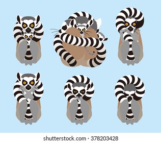 Cold want Ring tailed lemur