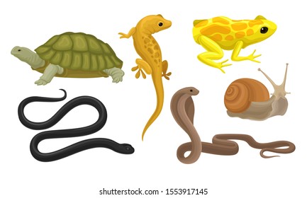 Cold Blooded Animal Images Stock Photos Vectors Shutterstock