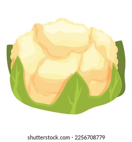 Cole cauliflower icon cartoon vector. Cabbage food. Vegetable organic