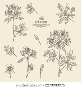 Colection of geranium: geranium plant, leaves and geranium flowers. Pelargonium graveolens. Cosmetic, perfumery and medical plant. Vector hand drawn illustration