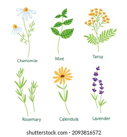 Colection of medicinal herbs. Vector hand drawn set. Chamomile, mint, lavender, calendula, rosemary, tansy.