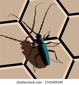 Coleopteran insect on the ground with its shadow