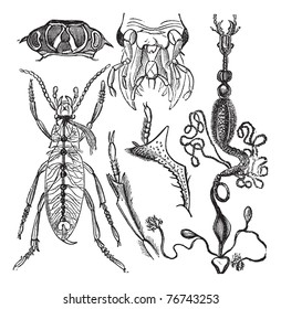 Coleopteres or French-Language Scientific Journal of Entomology, vintage engraving. Old engraved illustration of various parts of an insect. Trousset Encyclopedia.