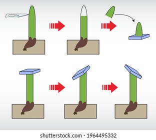 coleoptile plant anatomy radicle seed