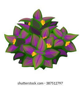 Coleus blumei. Vector illustration.