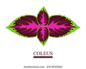 Coleus - genus of plants in the family Lamiaceae. Colorful natural plant or leaves of purple coleus, Solenostemon, Plectranthus Scutellarioides, Solenostemon Scutellarioides. Flat vector illustration