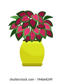 Coleus house plant in flower pot, vector icon on white background