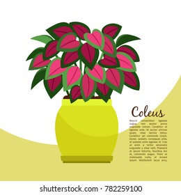 Coleus indoor plant in pot banner template, vector illustration