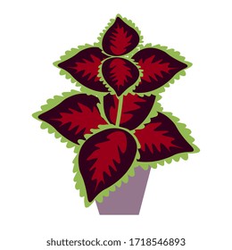 Coleus isolated vector plant illustration