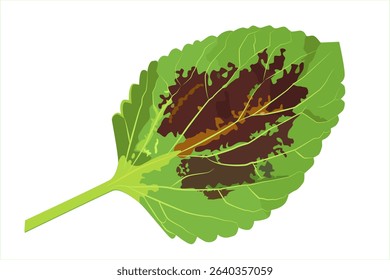 Coleus leaf maroon green. The genus Coleus belongs to the (Lamiaceae) family of the (Lamiales) order. Flat design isolated on white background.
