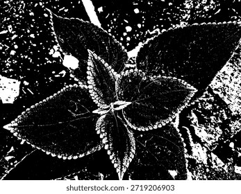 Coleus Pflanzenblatt, Vektorgrafik im kontrastreichen schwarz-weißen Schablonenstil. Detaillierte gezackte Blattsilhouette, isoliert für Natur-, botanische und organische Grafikdesign-Projekte.