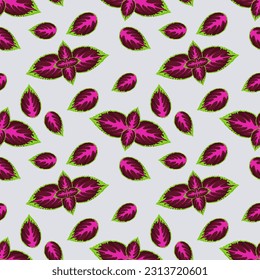 Coleus seamless pattern. Endless texture with Colorful natural plant or leaves of purple coleus, Solenostemon, Plectranthus Scutellarioides, Solenostemon Scutellarioides. vector illustration