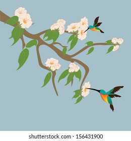 Colibri