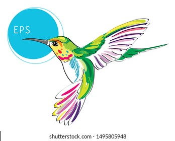 Colibri Bird. Bright Vector Illustration Of Exotic Flying Humming Bird Isolated On White Background For Your Design