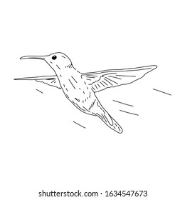 Colibri Bird Vector Sketch Ink