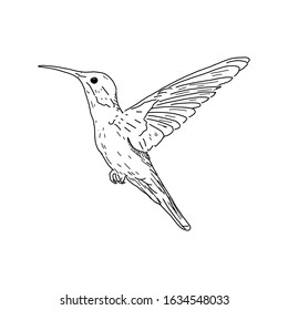 Colibri - Bird Vector Sketch Ink