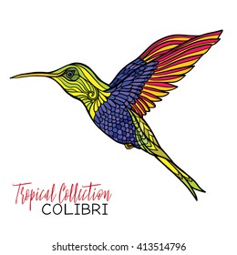 Colibri. Colored tropical bird. Vector illustration.