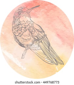 Colibri. Detailed  drawing of a bird, watercolor background. Vector illustration
