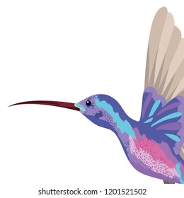 colibri Exotic and tropical bird