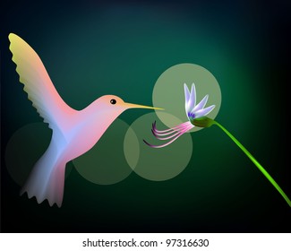 	Colibri and flower