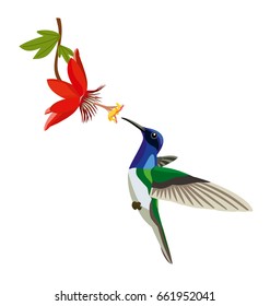 Colibri with a flower on a white background. 