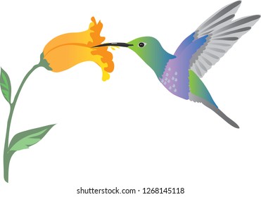 Colibri Hummingbird , Colibri Flor de Néctar Succionadora de Aves - Ilustración vectorial