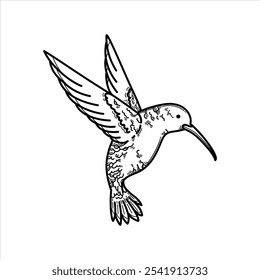 Colibri or Hummingbird Vector, Hummingbird Black and White Vector, Bird Vector, Coloring Book Bird Vector, Hummingbird Clip Art Drawn.