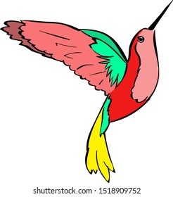 Colibri, illustration, vector on white background.