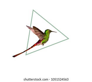 colibri on green triangle